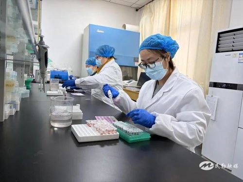 民勤县2025年畜间布病免疫转阳率检测采血工作有序推进