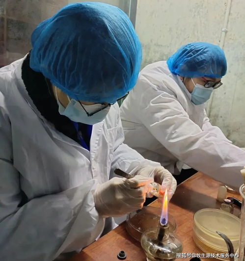 实验室药敏检测与检验检测服务 精准医疗的科学基石